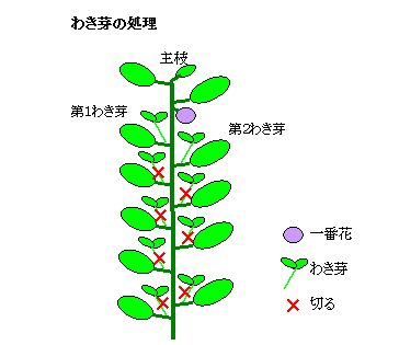 ナス ま ちゃんの野菜づくり