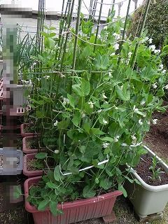 スナップエンドウ栽培 プランター スナップエンドウを育てよう みんなで収穫できるプランター栽培