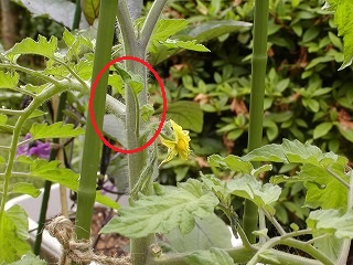 ミニトマト ま ちゃんの野菜づくり